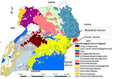 Reducing susceptibility to drought under growing conditions as set by farmers: The impact of new generation drought tolerant maize varieties in Uganda